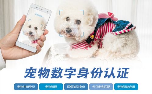 相约重庆,宠物AI身份识别科技邀您体验